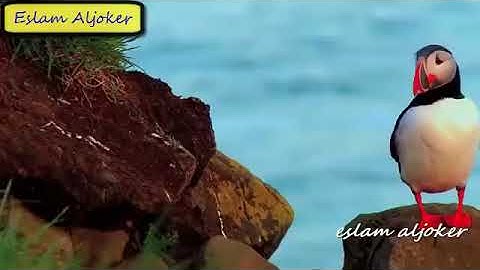 آيات جميلة جدا من سورة البقرة الشيخ محمد الليثي