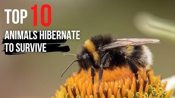 Top 10 Animals That Hibernate To Survive