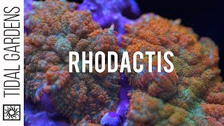 Rhodactis Mushrooms!  Great for beginners and high end coral collectors! screenshot 1