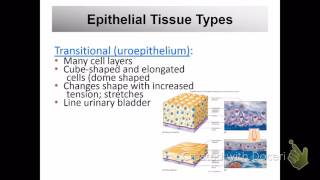 Anatomy and Physiology 201 chapter 5 Tissue lecture