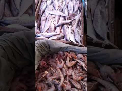 سعر سمك الجمبري في مطروح وطازه