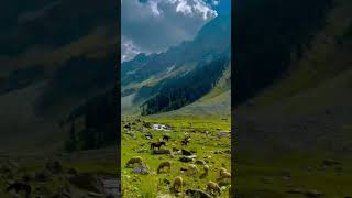 #mostbeautiful#100kvews #1000subscriber #plz_subscribe_my_channel #watchnowshorts