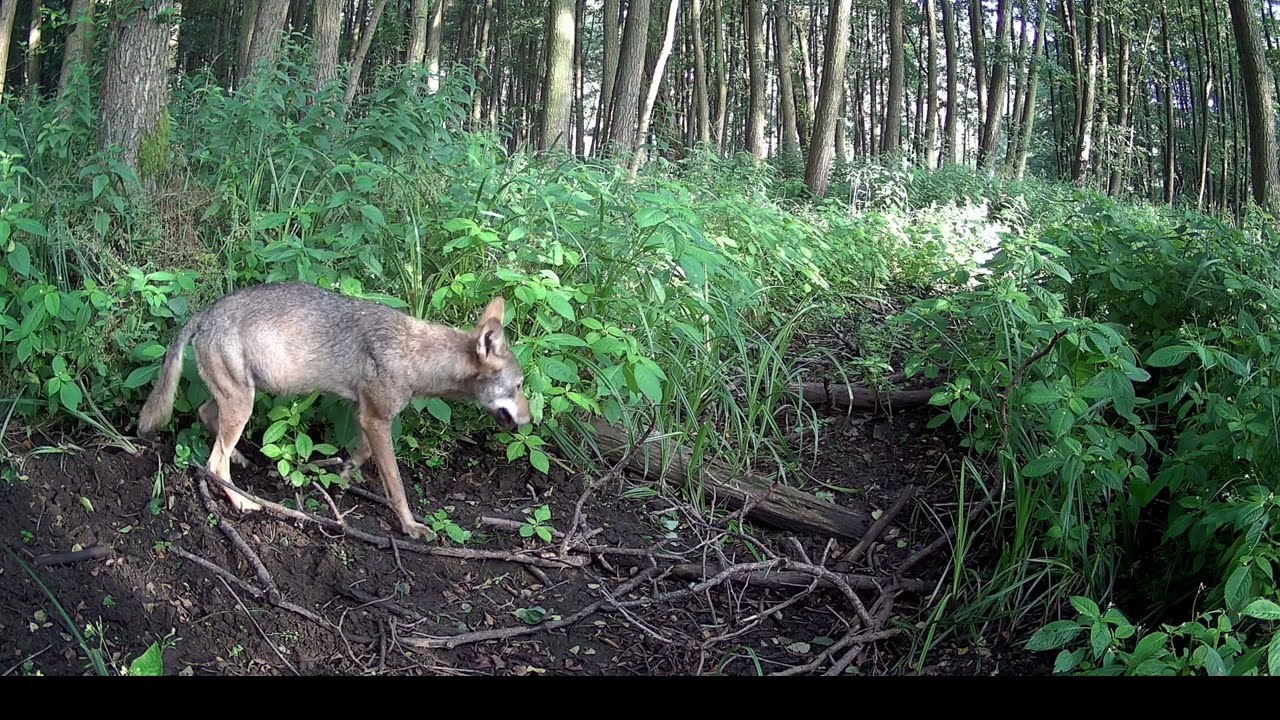 Kulejący wilk   /  The limping wolf