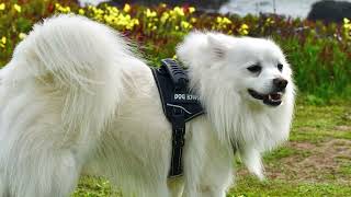 ADA Center Impact: Service Animals (Audio Described)