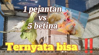 Mudah banget ‼️ Begini cara ternak KENARI