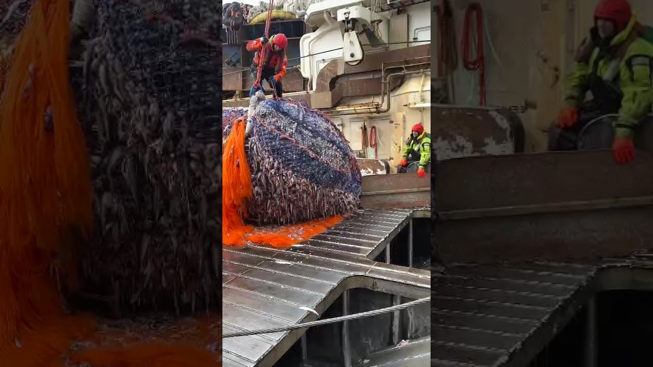 Супер траулер Механик Маслак РРПК, рейс 2024-2025 сезон А