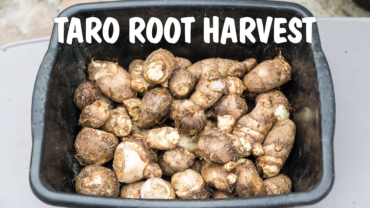Growing Taro Root Harvest From Containers Raised Beds YouTube Growing Taro Root Harvest From Containers Raised Beds YouTube