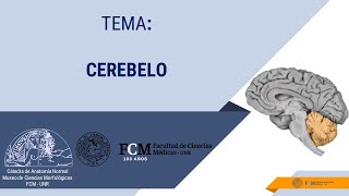 Sistema Nervioso  Cerebelo