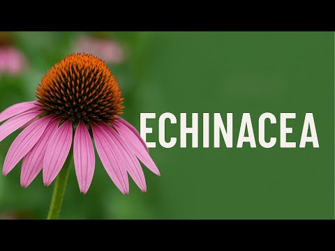 Why Gardeners Are Obsessed With Echinacea! | Clip from The Garden Party Ep. 337