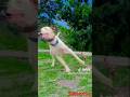 Dog attack 😨😨#subscribe #like #follow