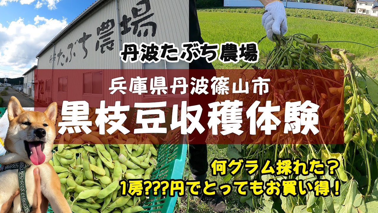 【一番お得!?】丹波篠山市の「黒枝豆」は本当に美味しいんです！【2025年は10月10日 解禁 丹波たぶち農場】