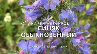 Синяк обыкновенный. Алефиров А.Н.