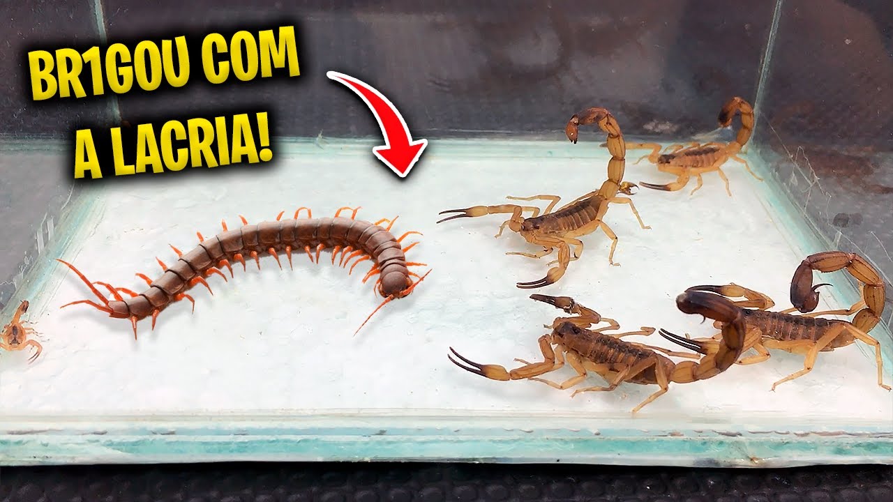 Original Title & Thumbnail