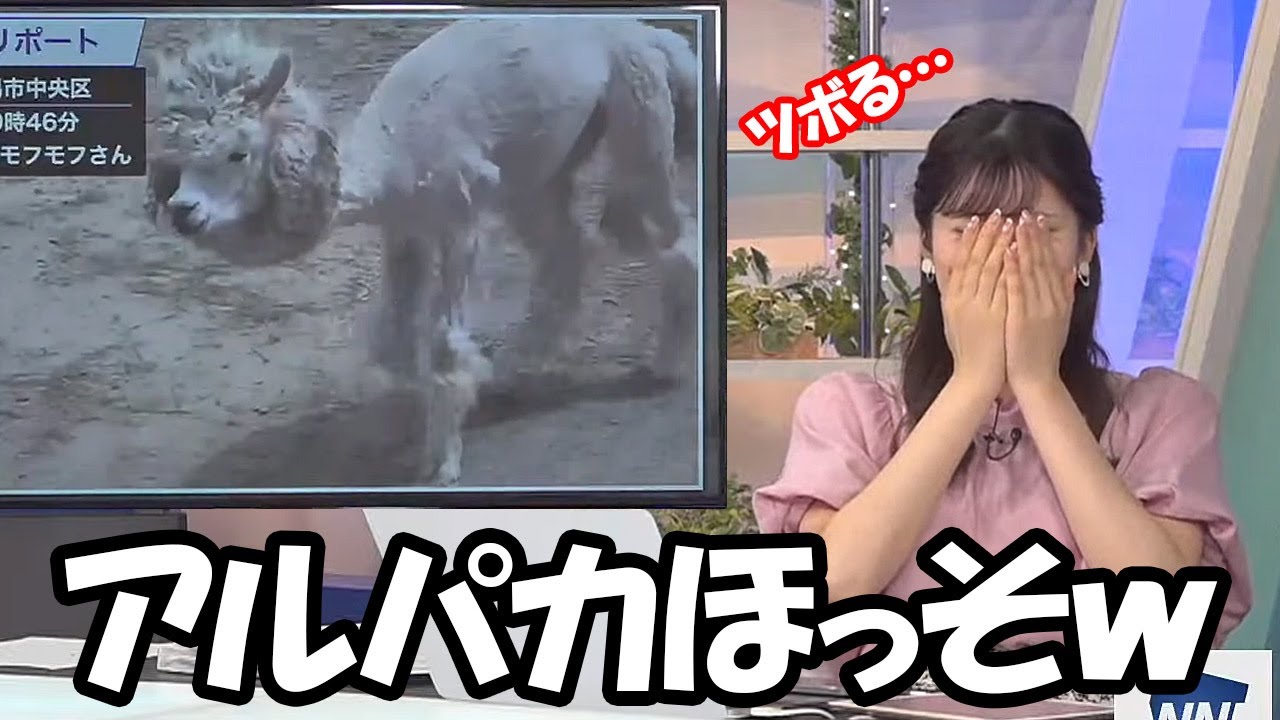 【小林李衣奈】アルパカのサマーカット映像が届きその哀れな姿に盛大にツボるお天気お姉さん
