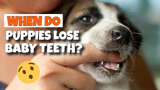 🐶🦷¿When do PUPPIES LOSE BABY TEETH?