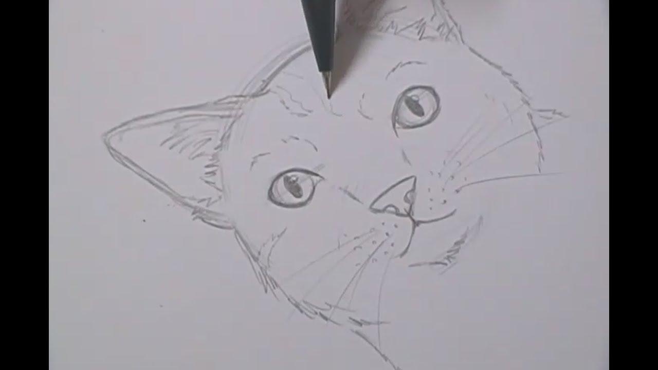 Como Desenhar um Gato Passo a Passo (Tutorial Completo)