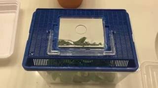 Atlas Moth Caterpillars: New Enclosure