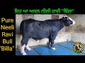 Pure Neeli Ravi Breed Bull "Billa", ਨੀਲੀ ਰਾਵੀ ਨਸਲ ਦਾ ਝੋਟਾ "ਬਿੱਲਾ"