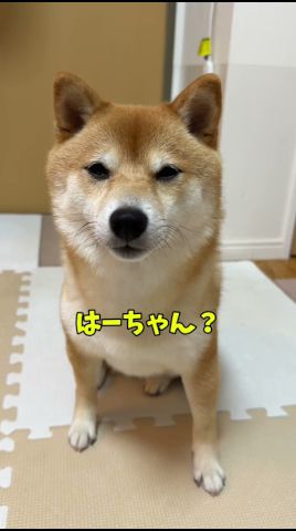 この後しっかり2個目ねだってきた🙄#柴犬 #豆柴 #shibainu #犬 #犬のいる暮らし #shorts