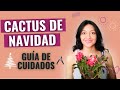 🌵 Cuidados del CACTUS DE NAVIDAD 🎄 y cactus de acción de gracias (Schlumbergera) - Tips fáciles