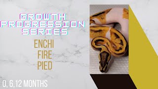 Enchi Fire Pied Ball Python Baby to Sub-Adult Size Growth- Growth Progression Series
