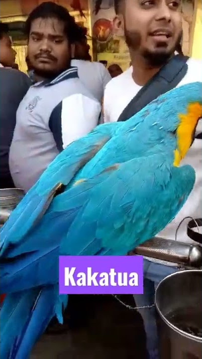 High price good looking Kakatua bird #shorts #lovenote #Kakatua