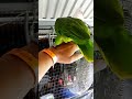 cosira bella#viral #animals #yosoydelos7mil #shortsfeed #shortvideo #naturaleza