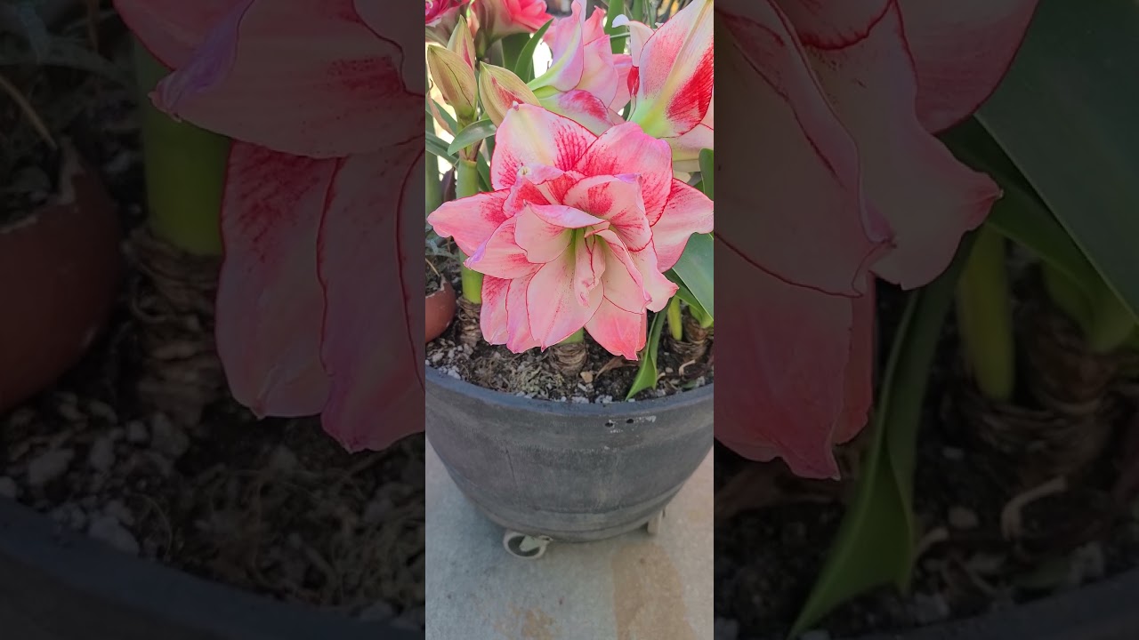 Amaryllis "Double Dream and Nymph" blooming in spring # Norcal 2023