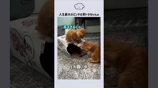 人生最大のピンチの茶トラちゃんｗ