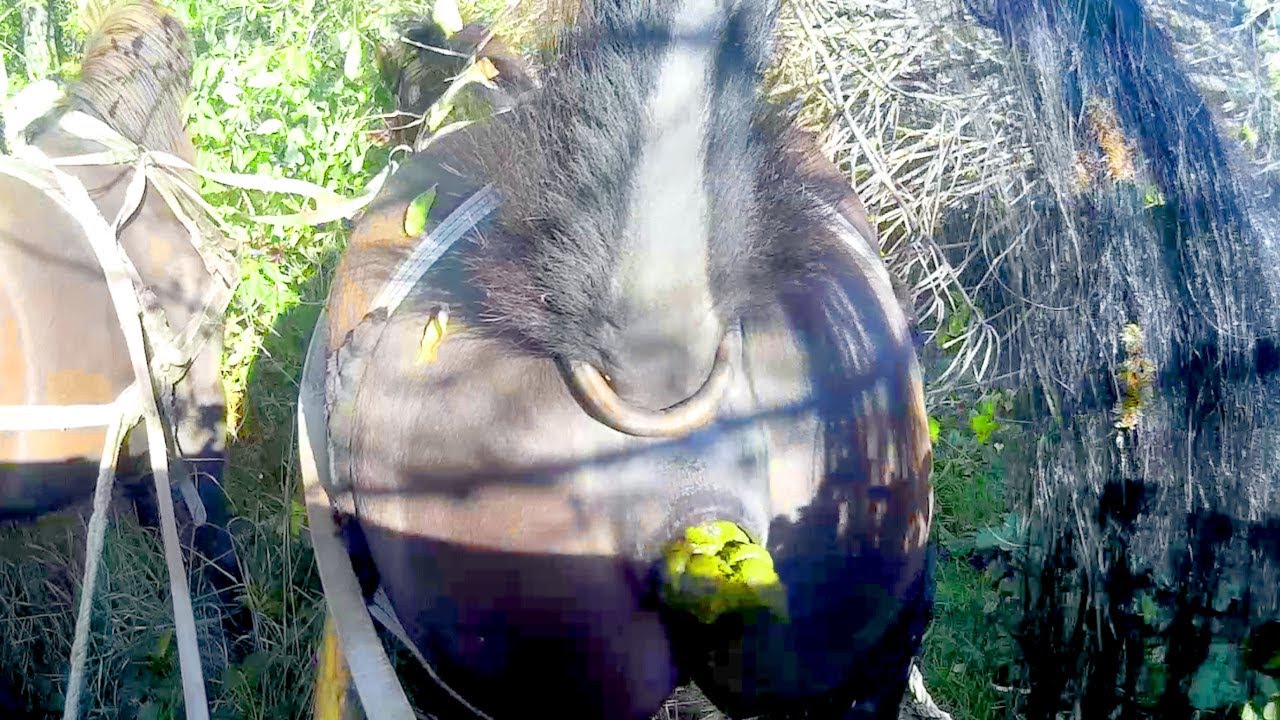 KONIE ZAPRZĘG w KRZAKI