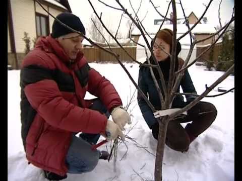 Весенняя обрезка - уДачные советы