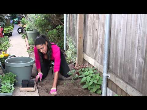 How to Plant Marigolds to Protect Tomatoes : The Chef's Garden