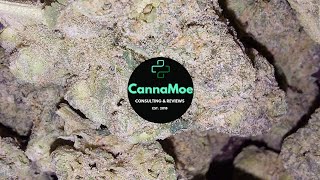 REVIEW in 4k 🎄4.Advent🎄 #MAC 3+ Ice & Sugar mit 28,9% THC #hybrid❗️Microseeds❗️ #Miracle #Cantourage