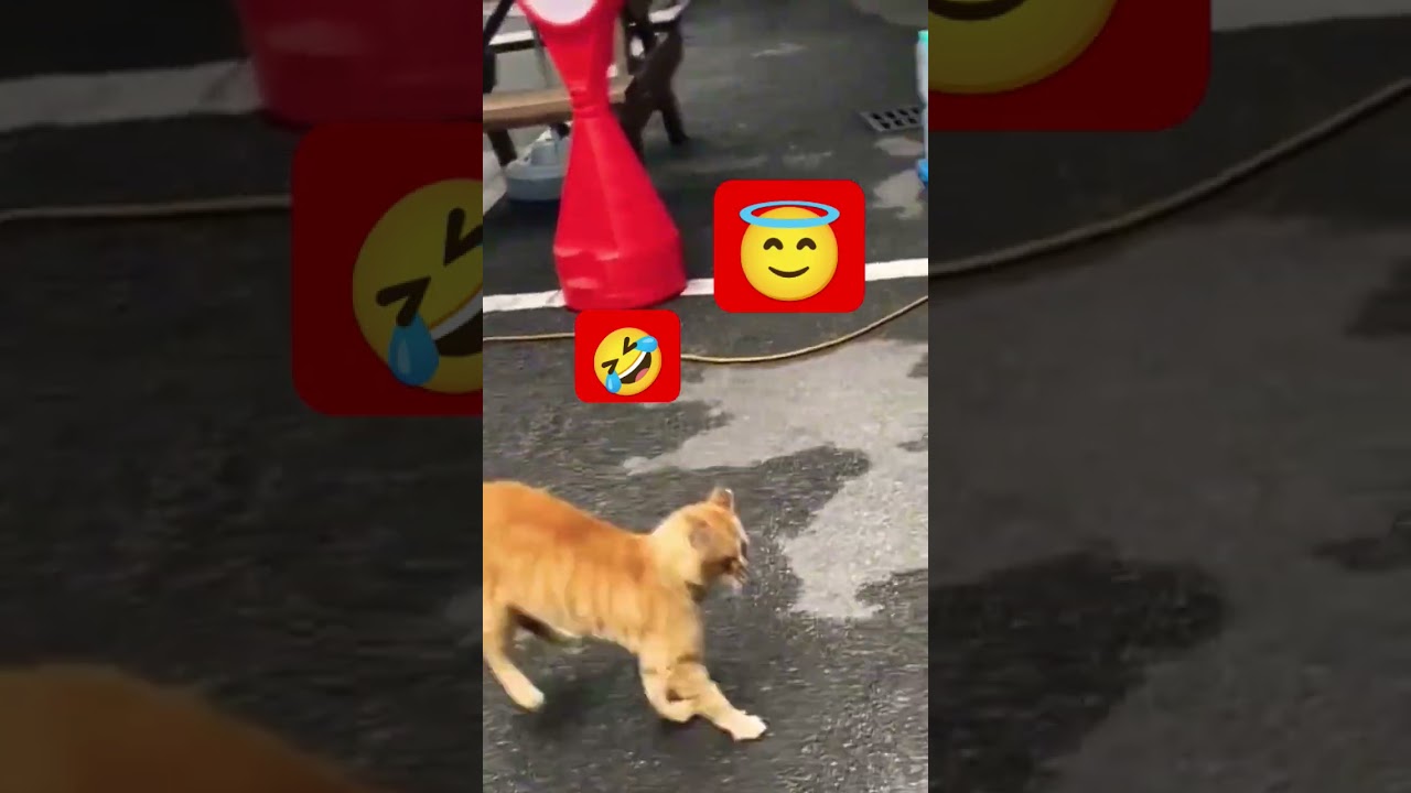 Tingkah kucing lucu#cat #funny #kucing #shorts