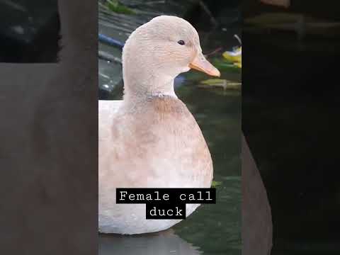 Female call duck sound