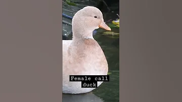 Female Call Duck Sound 