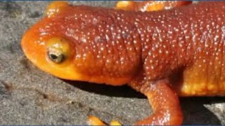 Whatcom County man allegedly trafficked more than a dozen newts into Washington
