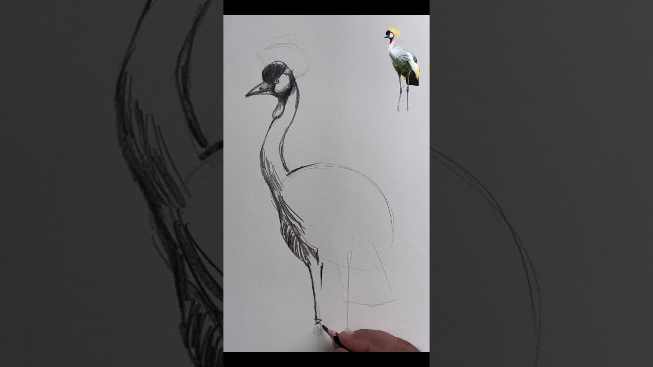 Crowned Crane | Drawing | Sketch | My art page