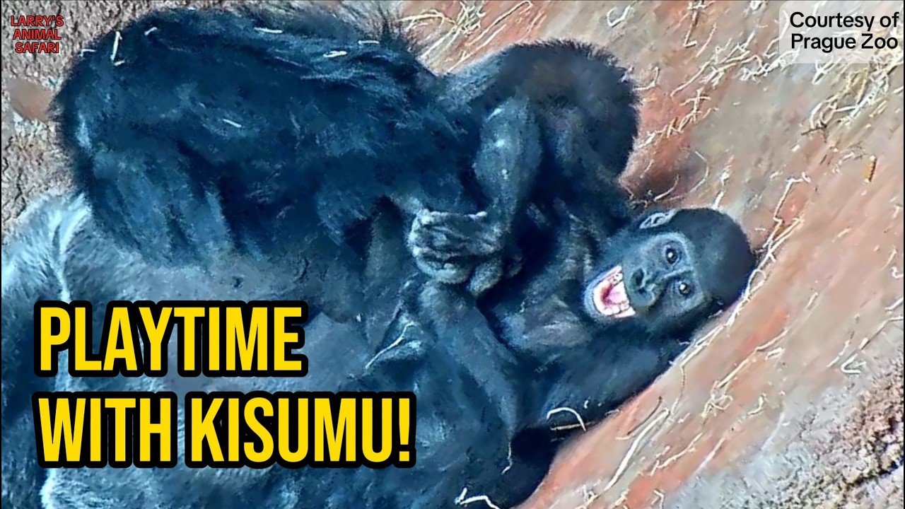 Gentle Giant! Silverback Gorilla Plays With the Youngsters