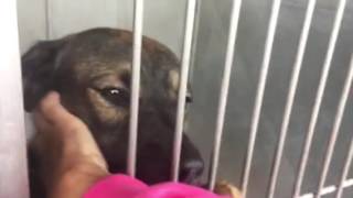 Dominic   Devore Shelter Net Worth