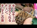 【速報】古参ちゃん不在から3日目。撮影者が帰ろうとしたその時…