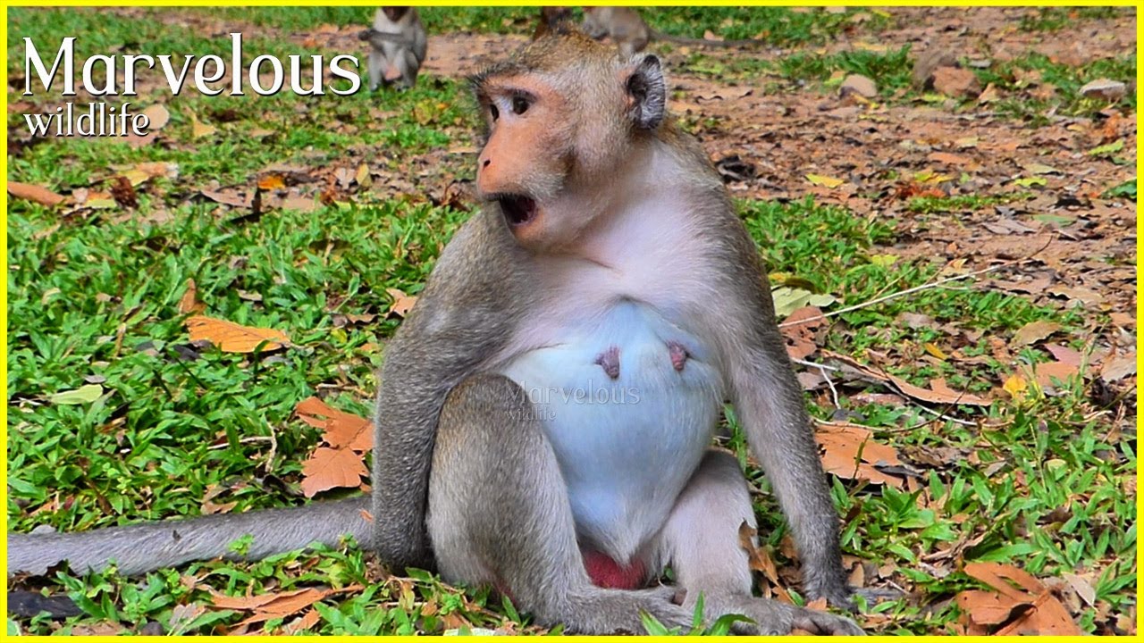 Deleivery soon...! Beautiful pregnant Jazzy @lways regular inspection about baby unborn