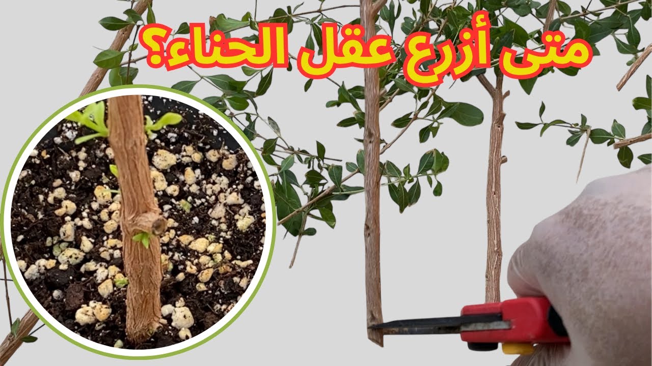 لا تفوت فرصة الحصول على حناء طبيعي Iدليل زراعة الحناء بالعقل Iهل خروج أوراق العقلة دليل نجاح؟