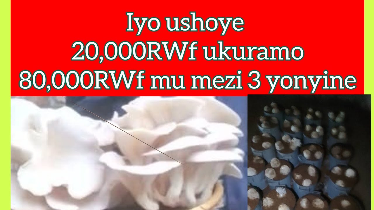 Uko wakora ubuhinzi bw'ibihumyo ukinjiza amafaranga!