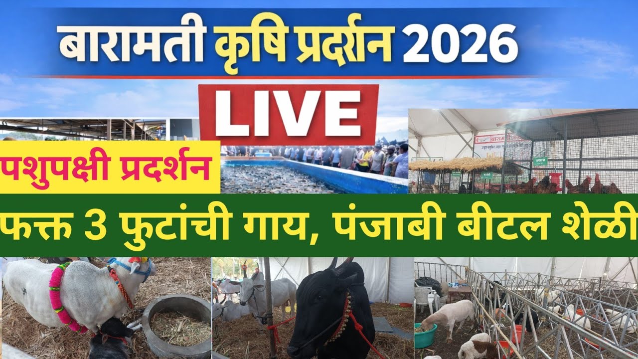 कृषीक बारामती 2026| पशुपक्षी लाईव्ह प्रदर्शन |Krushik Baramati Live Pradarshan|कृषी प्रदर्शन बारामती