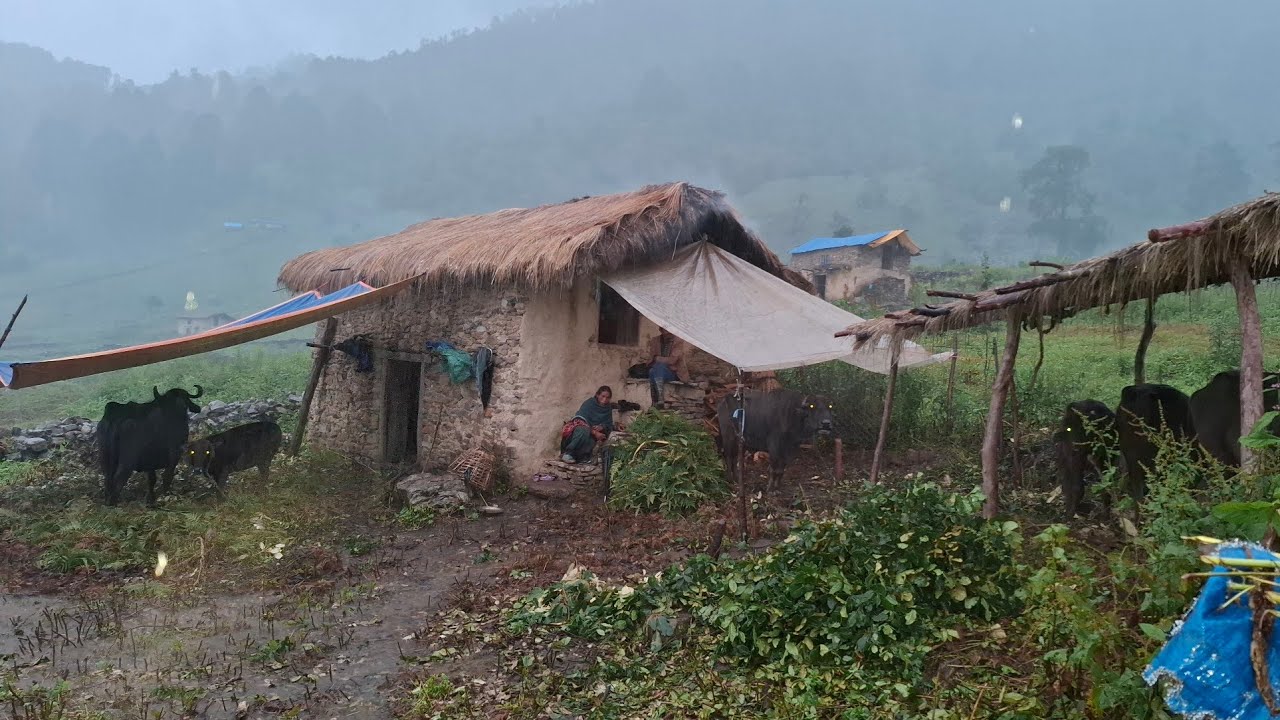 This is Real Nepali Mountain Village Life During the Rainy || Rural Activities People in Nepal ||