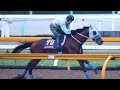 🏇【有馬記念2025】メイショウタバル悲願の挑戦！