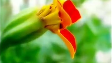 سورة يوسف //القاري مصطفى أبو طلحة حفضه