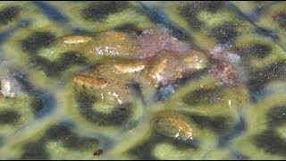 【閲覧注意】アリゲーターガーの傷口から大量の寄生虫が・・・