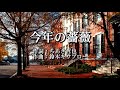 今年の薔薇 火野正平 cover chaplin 台北珍樂